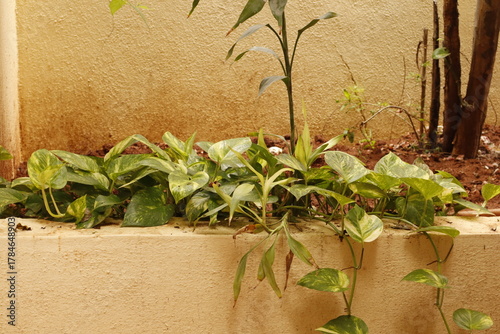 Home Garden Corner with Green Plants and Soil – Outdoor Natural Space