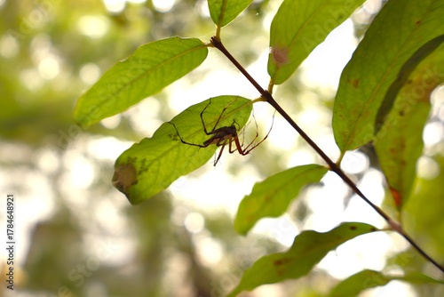 Spider Hiding Under Leaf – Nature Macro Shot with Green Background