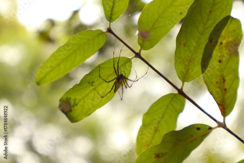 Spider Hiding Under Leaf – Nature Macro Shot with Green Background