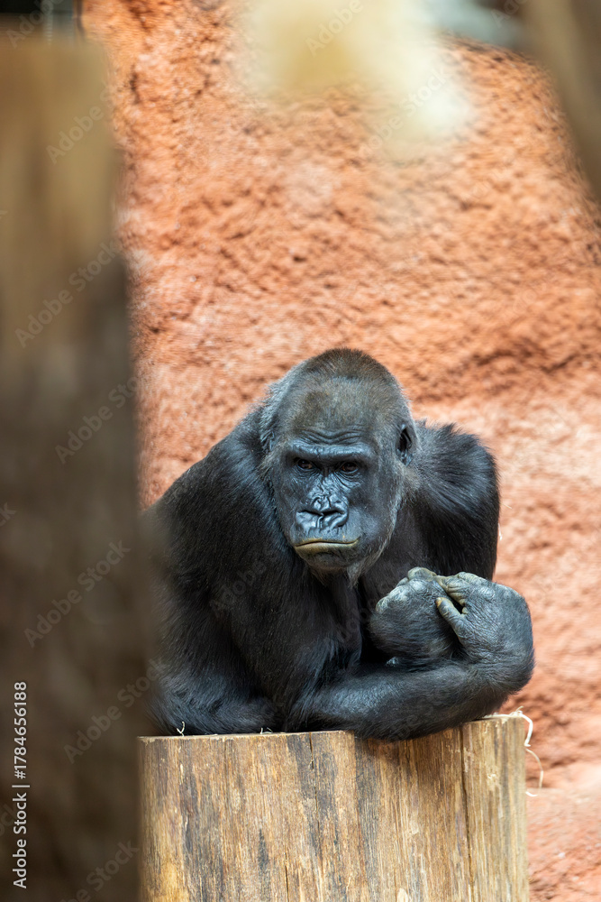 Fototapeta premium Gorilla looking directly at viewer sitting on log