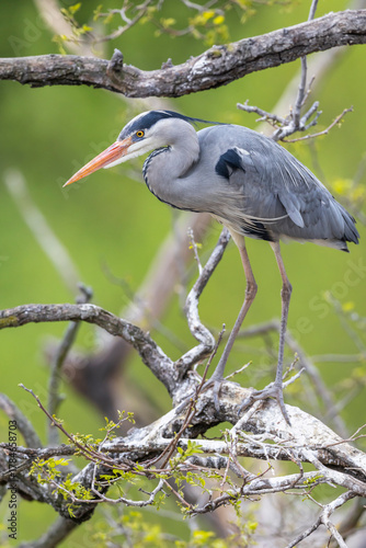 Tableau sur toile Grey heron perching on a tree branch in Prague
