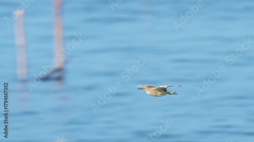 ヨシゴイ飛翔 (スローモーション)