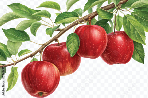 realistic fresh apples hanging from a branch with green leaves in a natural setting isolated on transparent background