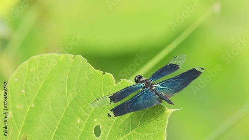 飛び立つチョウトンボ