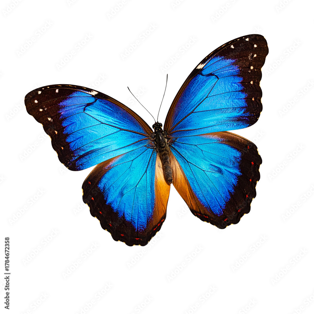 Fototapeta premium Very beautiful blue orange butterfly in flight isolated on a transparent background.