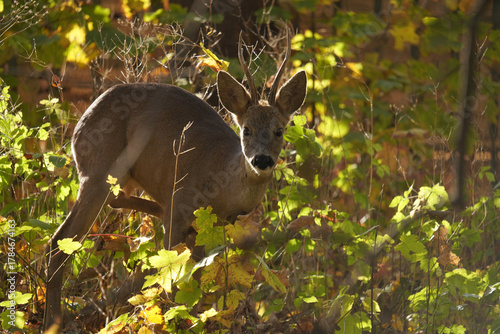 Fototapeta Naklejka Na Ścianę i Meble -  Sarna (Capreolus) 