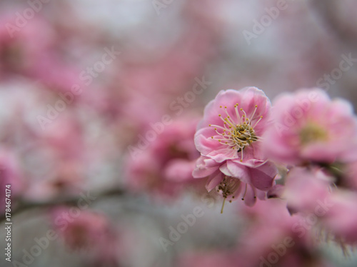 4月に咲いた梅の花「呉羽枝垂（クレハシダレ）」