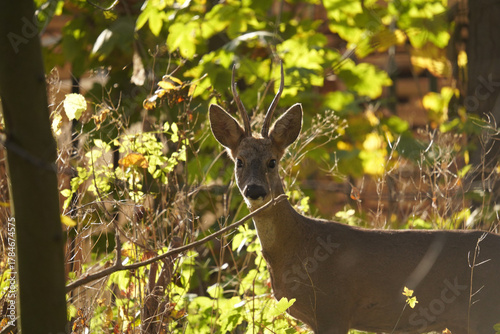 Fototapeta Naklejka Na Ścianę i Meble -  Sarna (Capreolus) 