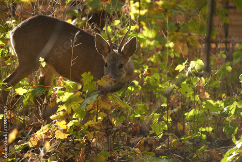 Fototapeta Naklejka Na Ścianę i Meble -  Sarna (Capreolus) 