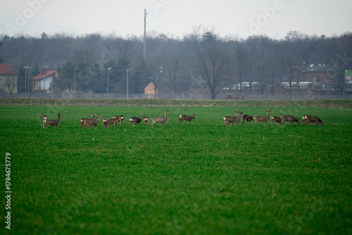 Fototapeta Naklejka Na Ścianę i Meble -  Sarna (Capreolus) 