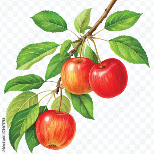 realistic fresh apples hanging from a branch with green leaves in a natural setting isolated on transparent background