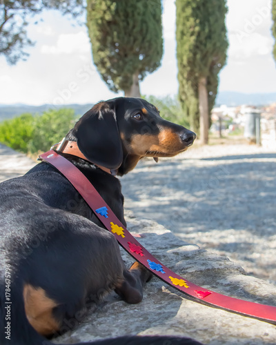 Daschund in the park with a leash