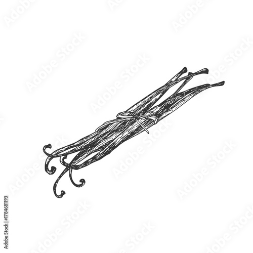 A bunch of vanilla tied with a ribbon. Hand-drawn vector illustration. Black and white pods isolated on a white background. Design elements for packaging of desserts, spices, and essential oils