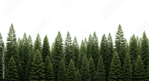 Dense evergreen forest of tall pine trees isolated on white background nature landscape element