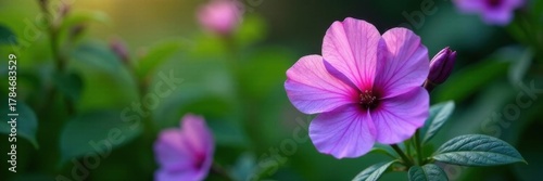 Vibrant purple bloom, dew-kissed petals, lush green foliage, botany, water droplets