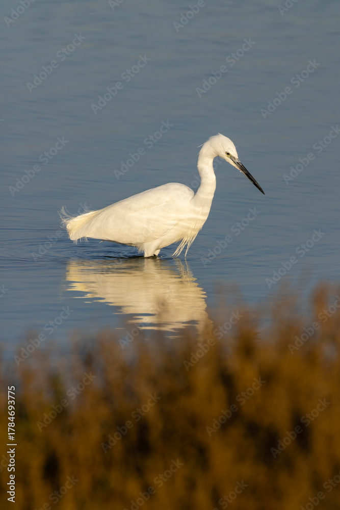 Fototapeta premium Little egret wading in shallow water, Camargue, France