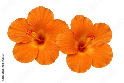 Two vibrant orange hibiscus flowers displaying beautiful petals and blooming stamens, isolated on a transparent background