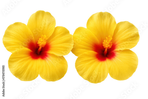 Two vibrant yellow hibiscus flowers showing a striking red center and delicate petals, isolated on a transparent background