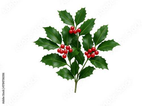 Holly Branch on Transparent Background Christmas Greenery with Red Berries