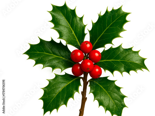 Holly Branch on Transparent Background Christmas Greenery with Red Berries