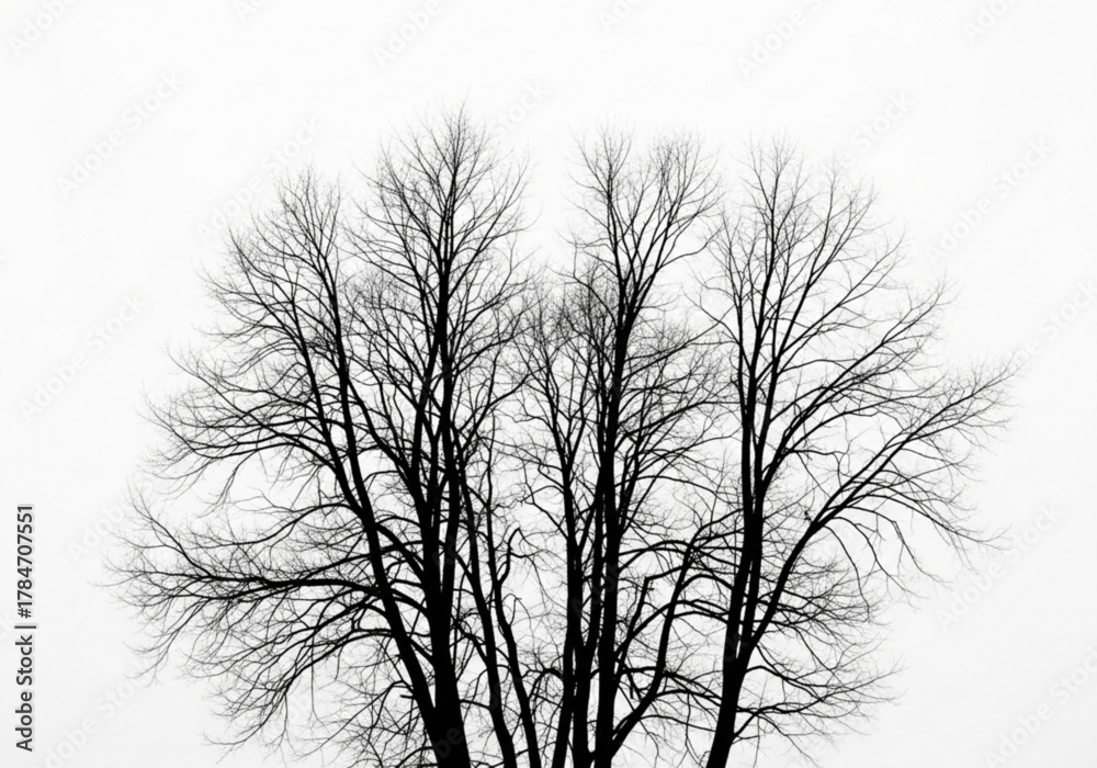 Obraz premium Bare tree branches against a white sky