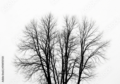Bare tree branches against a white sky
