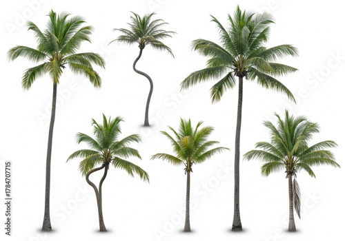 Collection of various palm trees