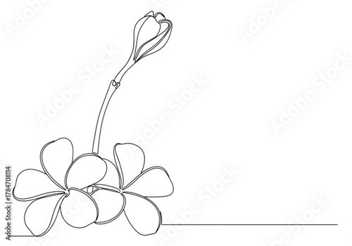 Continuous line drawing of a plumeria flower