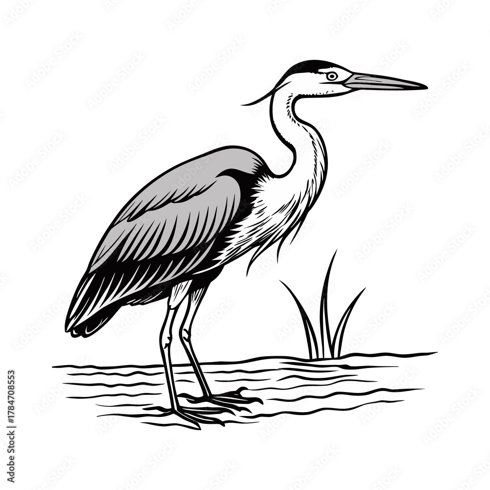 Obraz premium Heron standing in water with reeds isolated on white background isolated on transparent background