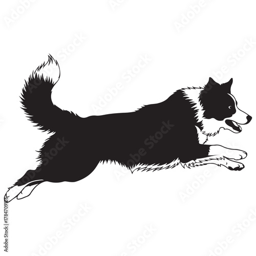 Border Collie Dog Leaping Black White Graphic