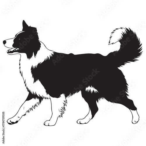 Monochrome Border Collie Dog Walking Illustration