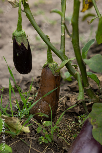 powdery mildew on eggplant concept of protecting agricultural crops from diseases and pests