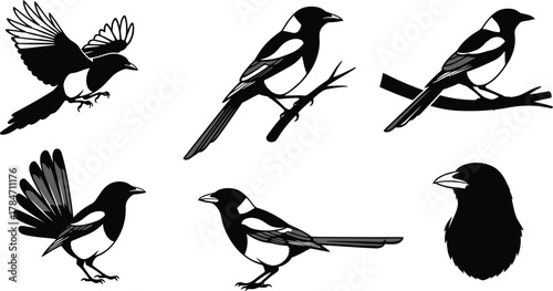 Set of black and white vector magpie illustrations. Collection of common Pica pica birds in various poses including flying, perched on a branch, and standing. Wildlife clip art set 42