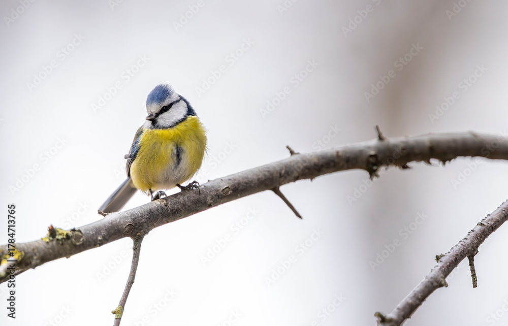 Obraz premium Eurasian blue tit perching on bare branch in Podmoli