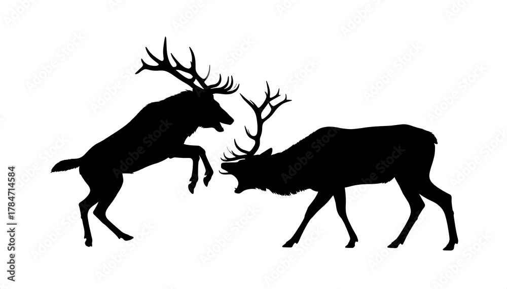Fototapeta premium Two silhouetted deer, antlers locked, engaged in a fierce fight, on a stark white background