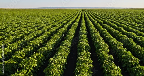 Green paprika field showing agricultural farming landscape
