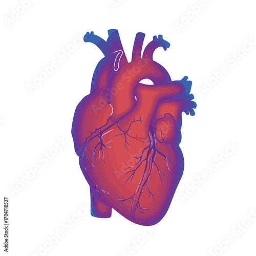Heart Anatomy Illustration Detailed Structure of the Human Cardiovascular System