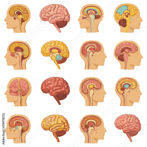 Anatomical chart featuring various profiles of the human head with detailed brain structures. A scientific collection for neurology and learning