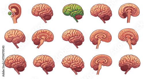 Brain Anatomy Views Medical Illustration Collection for Neurological Education and Cognitive Studies