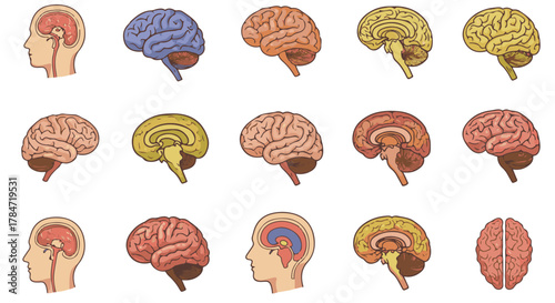 Colorful Brain Anatomy Illustrations A Detailed Look at the Human Brain's Structure, Perfect for Medical & Educational Use