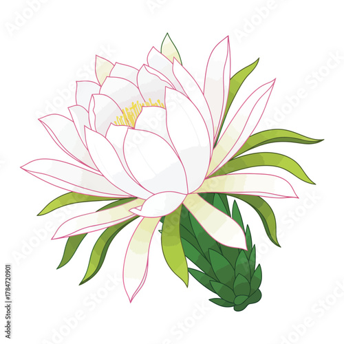 a minimalist modern vector icon of a dragon fruit blossom, using white petals, pink edges, and green leaves, isolated on a solid white background.