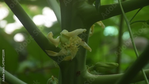 flower and young papaya fruit growth from branch with bug eating nectar in garden