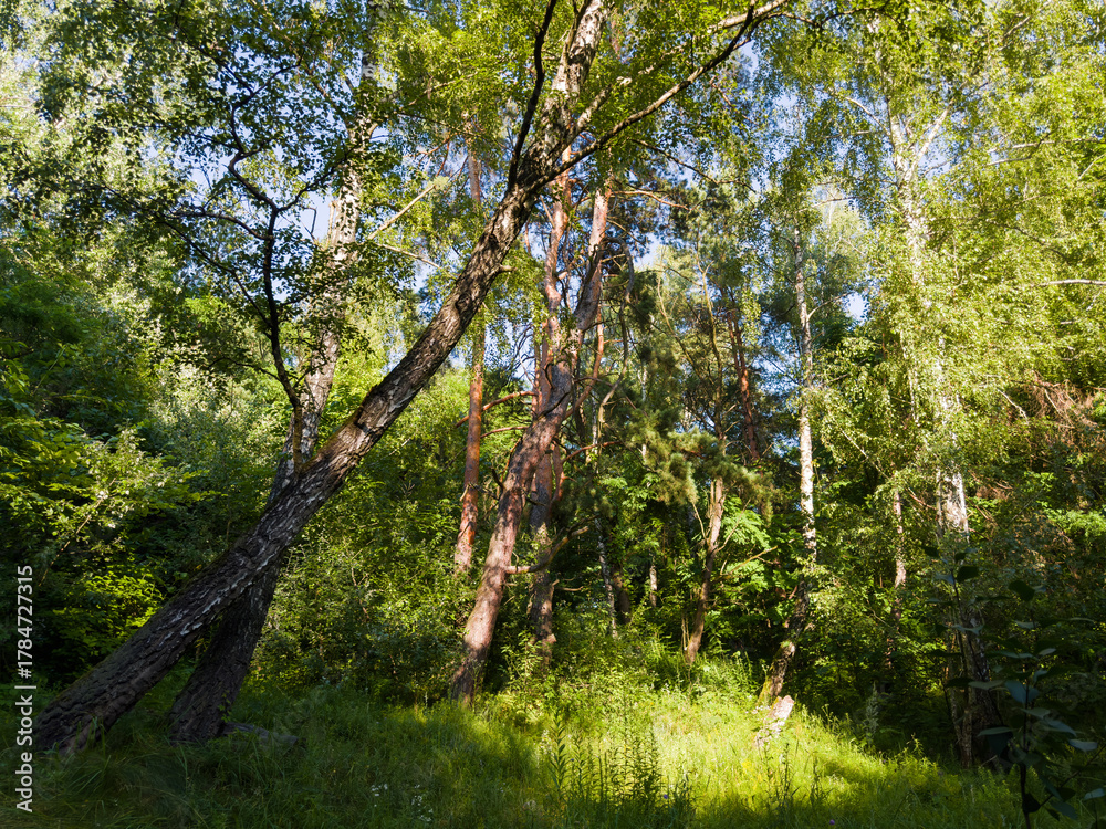 Fototapeta premium Forest with old birches and pines in summer sunny day