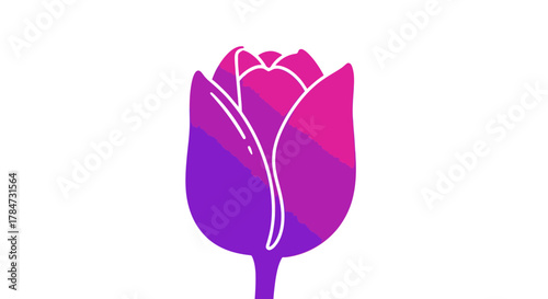Vibrant tulip blossom in gorgeous purple and pink hues, a modern floral design element perfect for springtime promotions and elegant creative projects