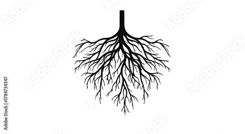 Intricate tree roots spread out against a clean white background, symbolizing growth and foundation.