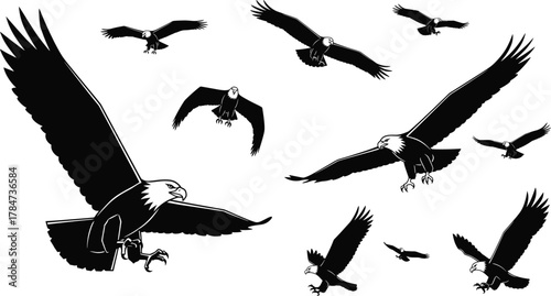 Bald eagle silhouette vector set, flying and swooping poses, black bird icons, wildlife symbol, freedom theme, isolated on white background