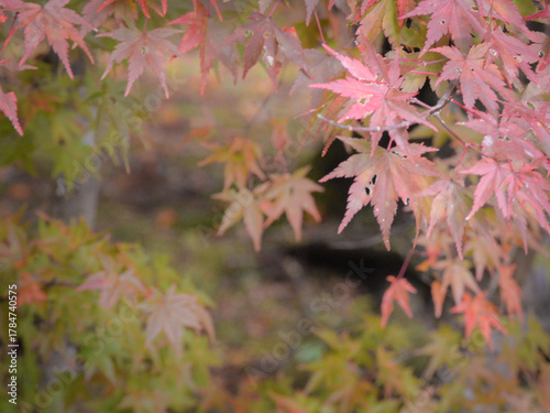 Softly colored maple leaves forming a heart-shaped gap in gentle autumn light（優しい秋の光の中で、ハートの形に重なった紅葉）