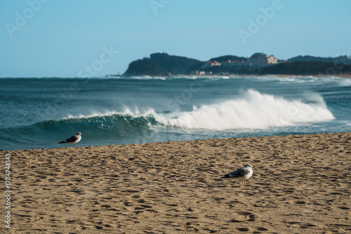 Seagulls and Surf at Naksan Beach, South Korea