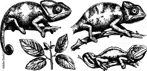 Chameleon and lizard illustrations in a vintage black and white style. Detailed reptile and botanical drawings featuring leaves and branches in a vector set.