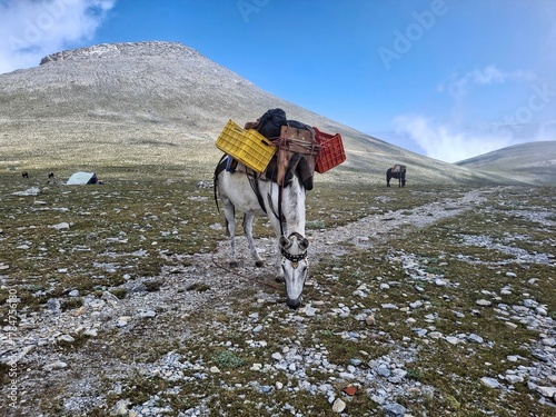 Donkey carrying supplies on Mount Olympus trail, Greece